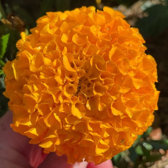marigoldmorning